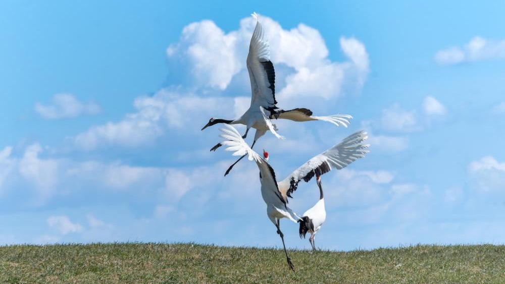 Elegant crane dances charm visitors in Qiqihar