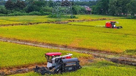 14亿元农业救灾资金下达 支持各地农作物重大病虫害防控