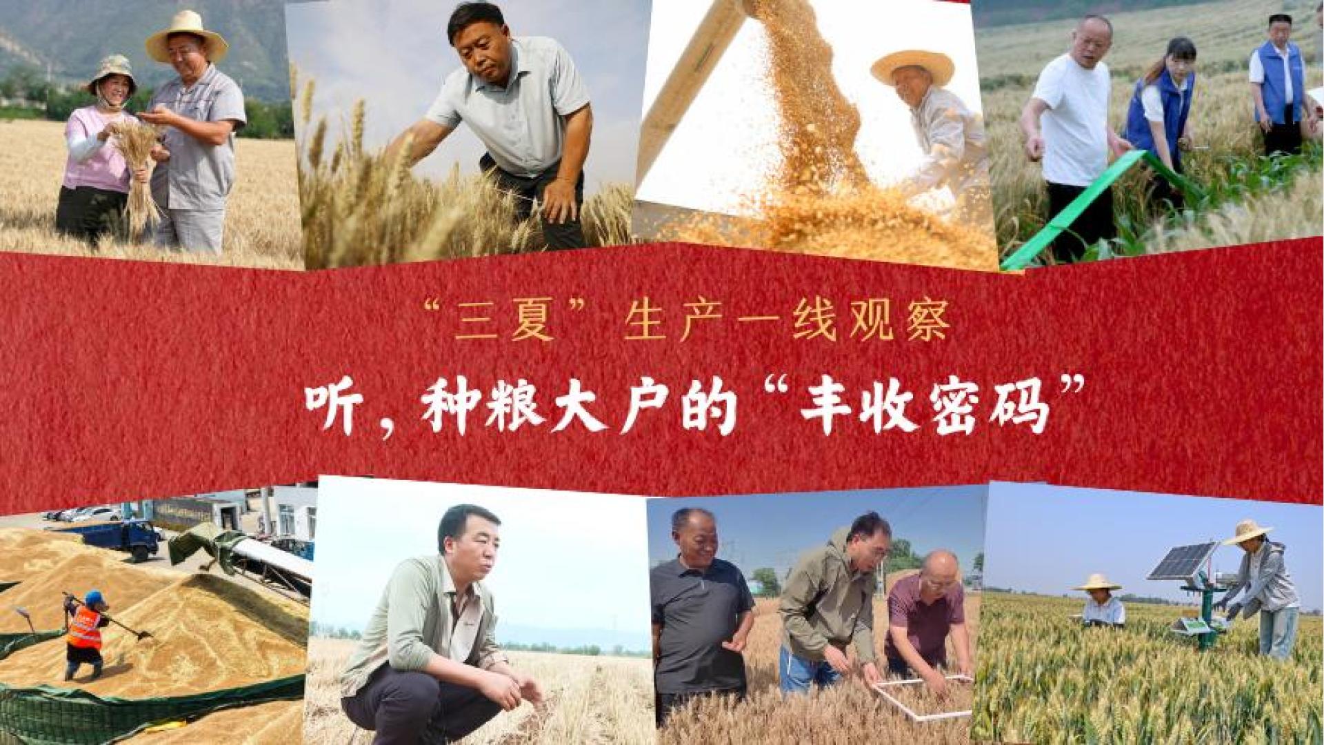 “三夏”生产一线观察｜听，种粮大户的“丰收密码”