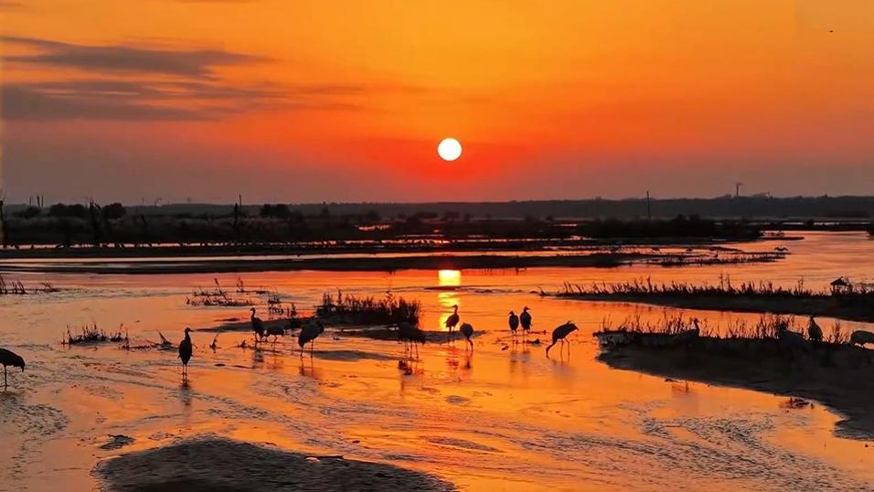 夕阳与候鸟同框 看冬日桑干河限定美景
