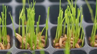 水稻装“空调” 从田间到实验室的基因攻坚