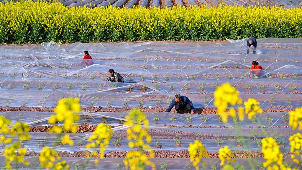 人勤春来早 实干开新局 | 春耕春管