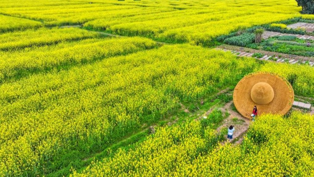 View of rapeseed flower field in Tongnan, China's Chongqing