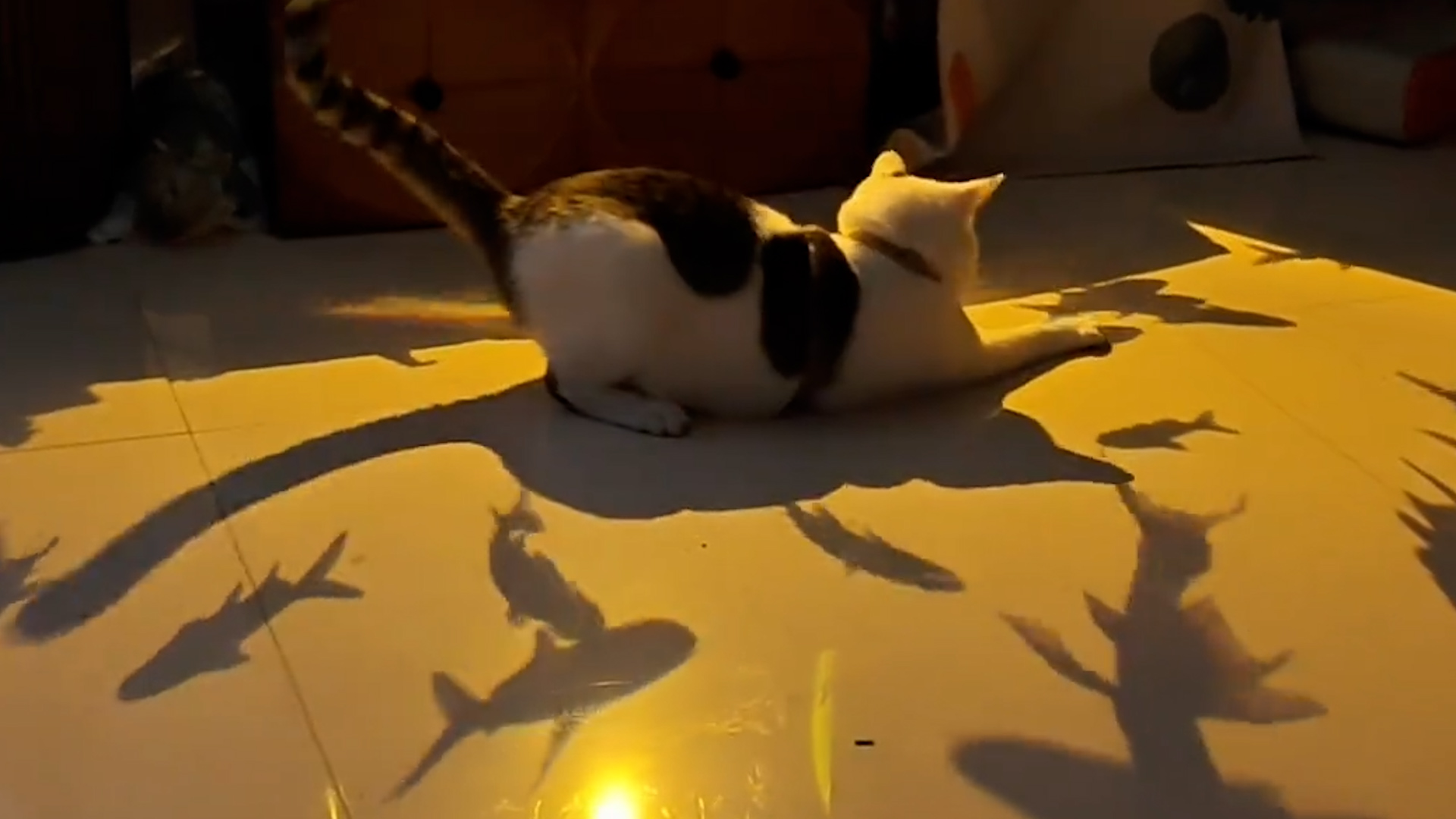 Cat plays with reflected shadow of swimming fish