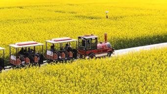 贵州铜仁：万亩连片油菜花盛放