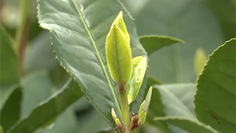 春茶迎来采摘上市旺季 一缕茶香润江南