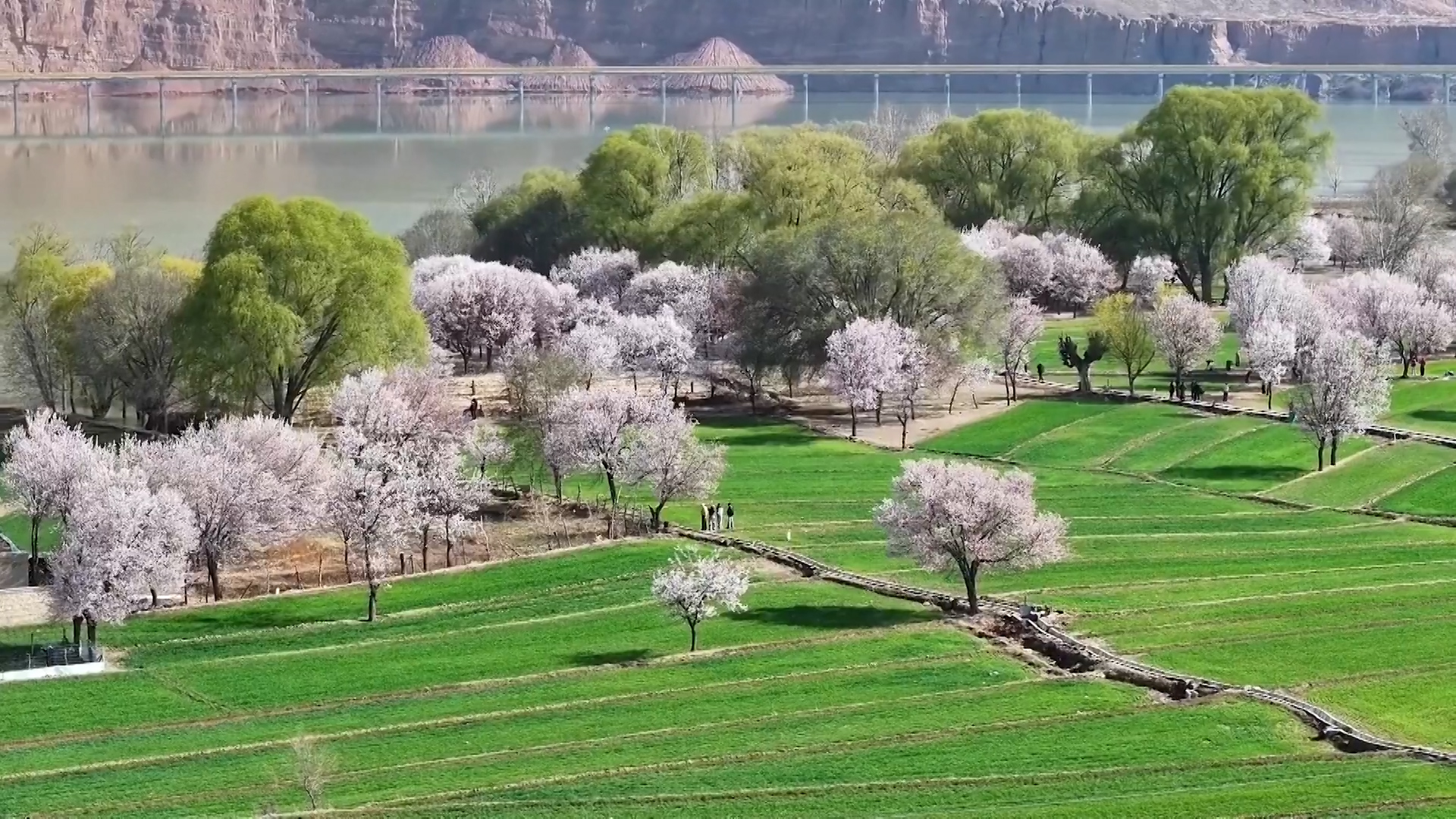 Blooming apricot trees announces spring's arrival in Xunhua, Qinghai