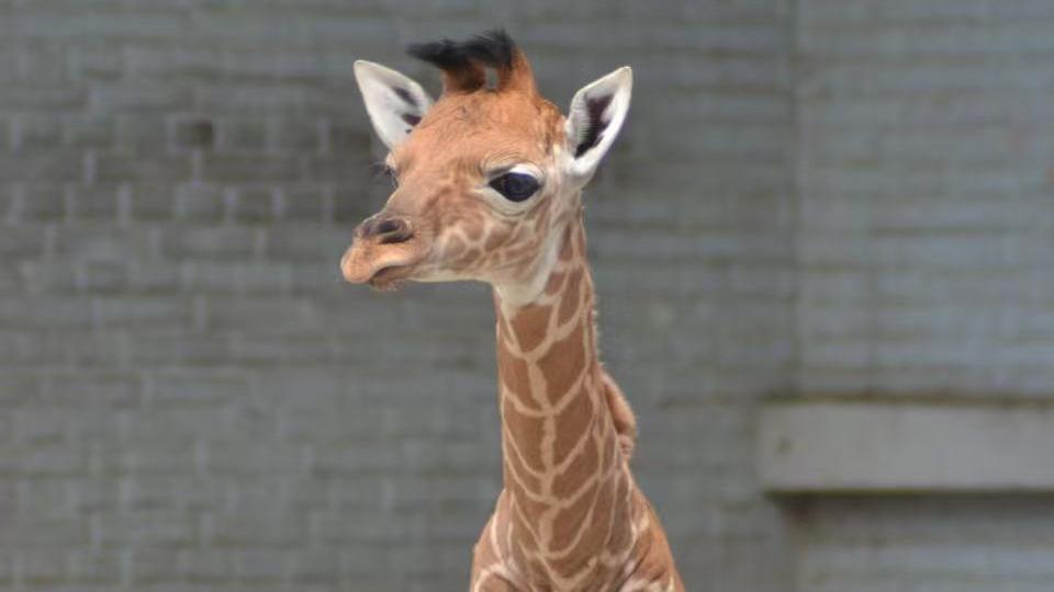 Meet the adorable baby giraffe at Shanghai Zoo