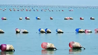 大海“播种季”到来 科技助力海上农时更精准