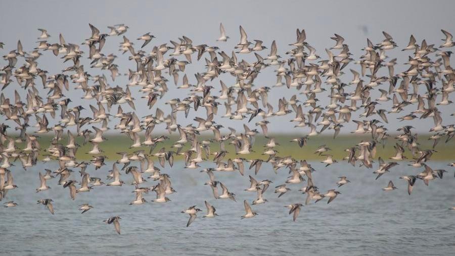How flutters of great little birds weave together Asia-Pacific community