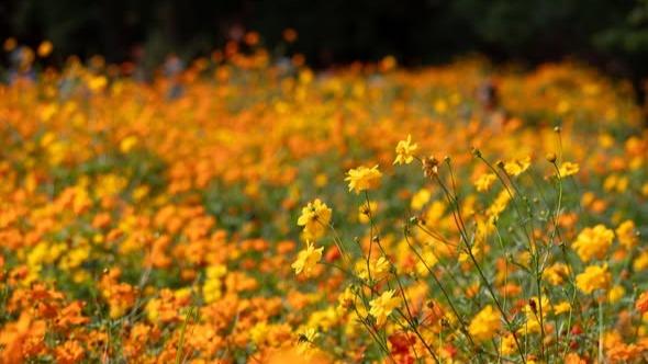 Golden blooms paint beihai park in autumn