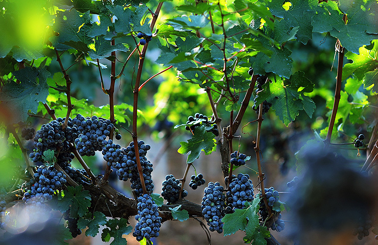 葡萄酒之魂 在阳光下闪着光芒的美丽葡萄园