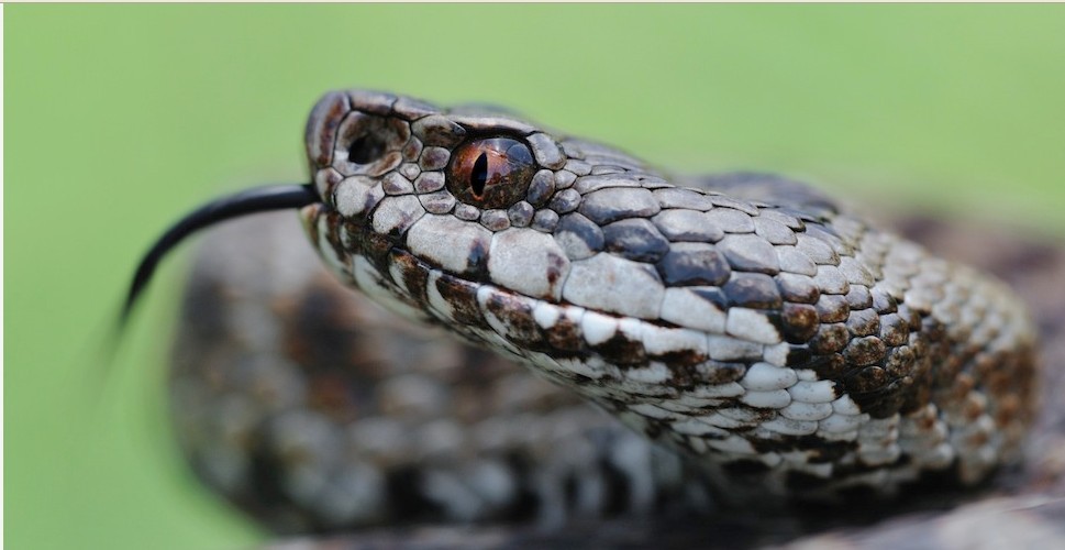 蛇是什么时候出现的 2013071609175947258.jpg