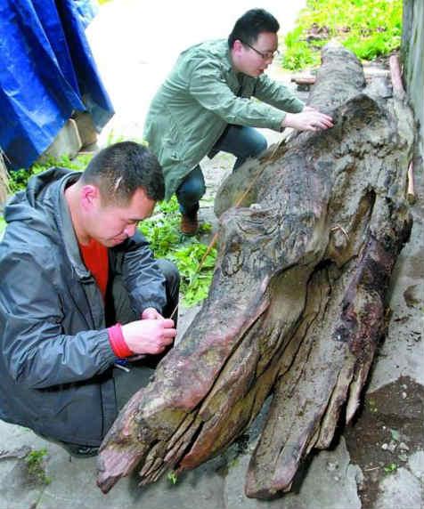 重庆20名男子抬6000斤千年乌木过街引围观(图)