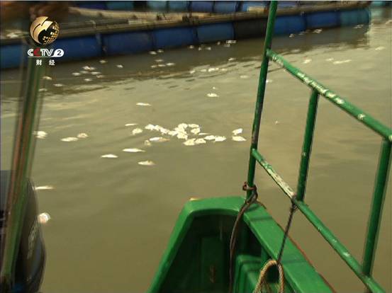 水产养殖户林忠渔排被毁，大量鱼陆续死亡