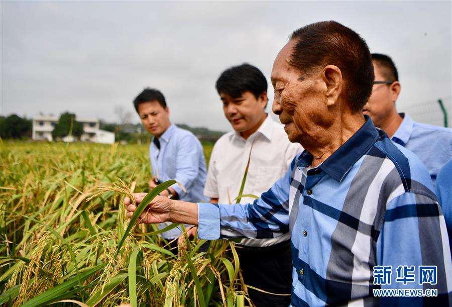 袁隆平（前）在湖南省湘潭河口镇的试验田中查看低镉水稻的长势（2017年9月29日摄）。