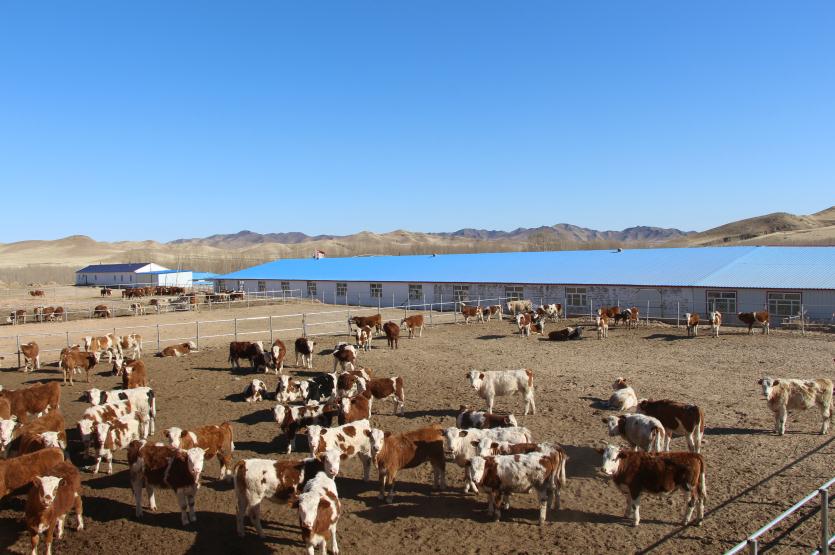 玛拉沁艾力养牛专业合作社养殖基地一角