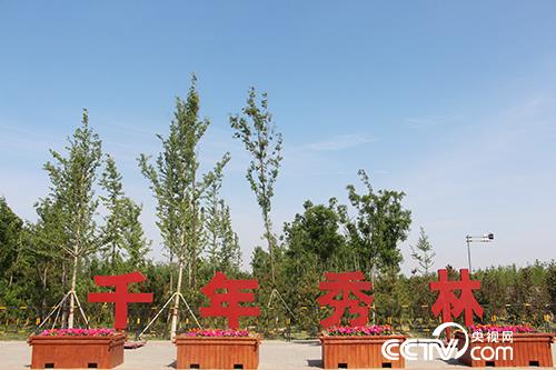 如今,“千年秀林”已造林17万亩、植树1200余万株。(徐辉/摄)