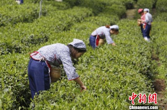 甘肃文县茶农缩影：告别人背马驮<a href=/ target=_blank class=infotextkey>茶叶</a>渐成“金叶”
