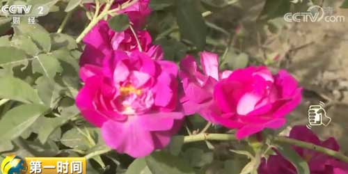 新疆和田：玫瑰花成农民的香饽饽