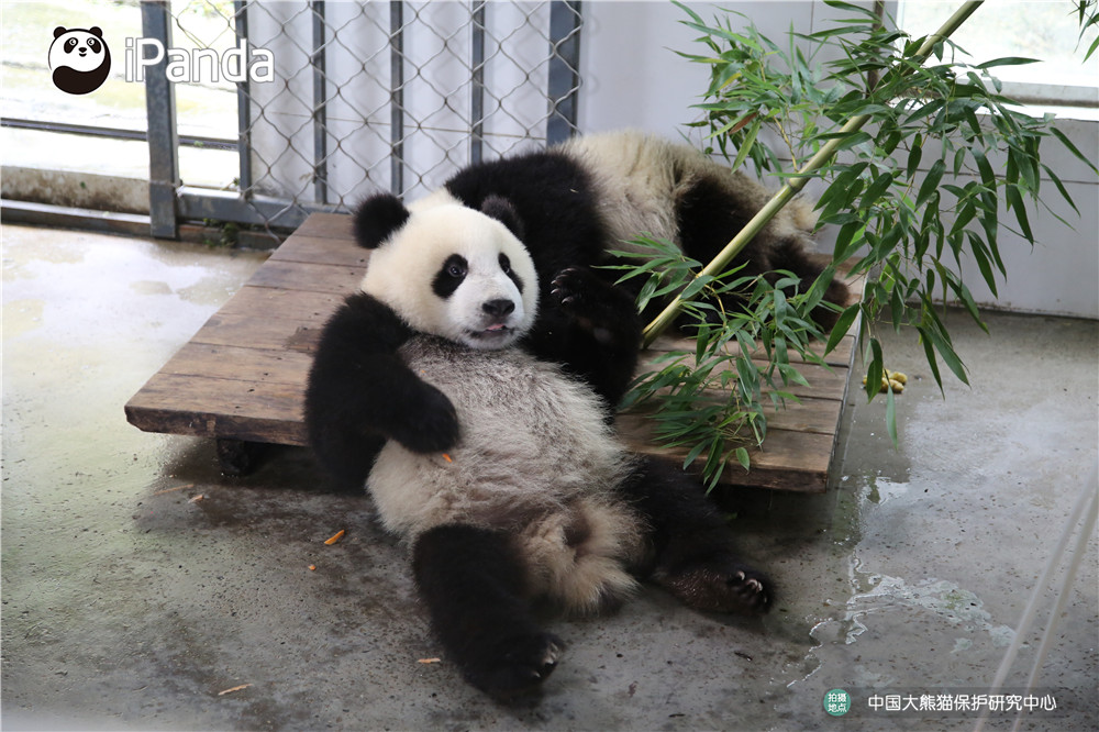 雄性大熊猫“如意”和“丁丁”落户莫斯科动物园