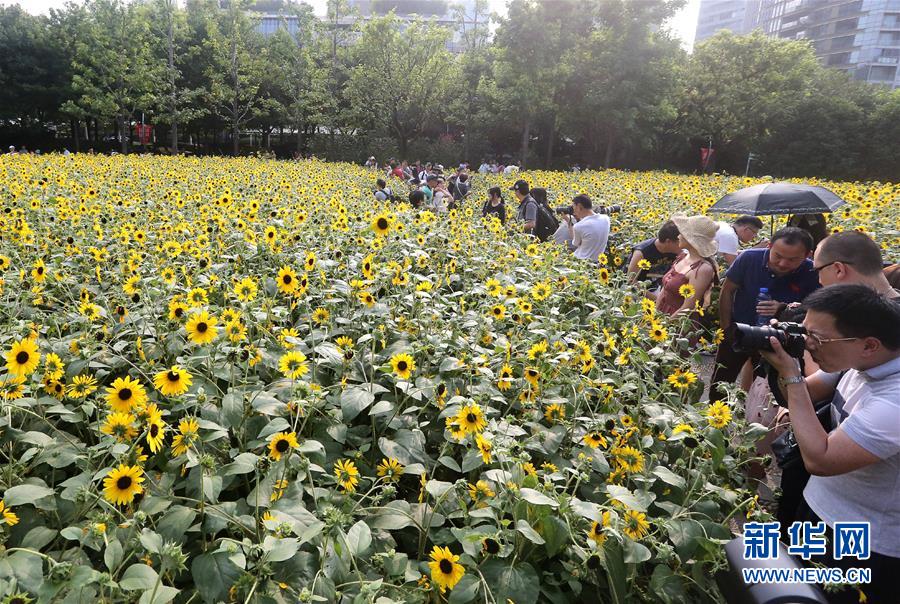 （社会）（4）上海：暂别阴雨 游人赏花