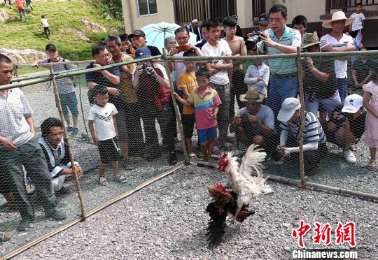 人类文明“活化石”广西南丹白裤瑶欢度瑶年节