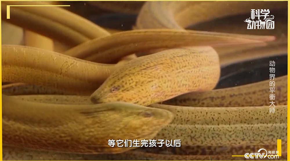 每一个刚出生的黄鳝清一色都是雌性,很快就会当妈,随着年龄的增长