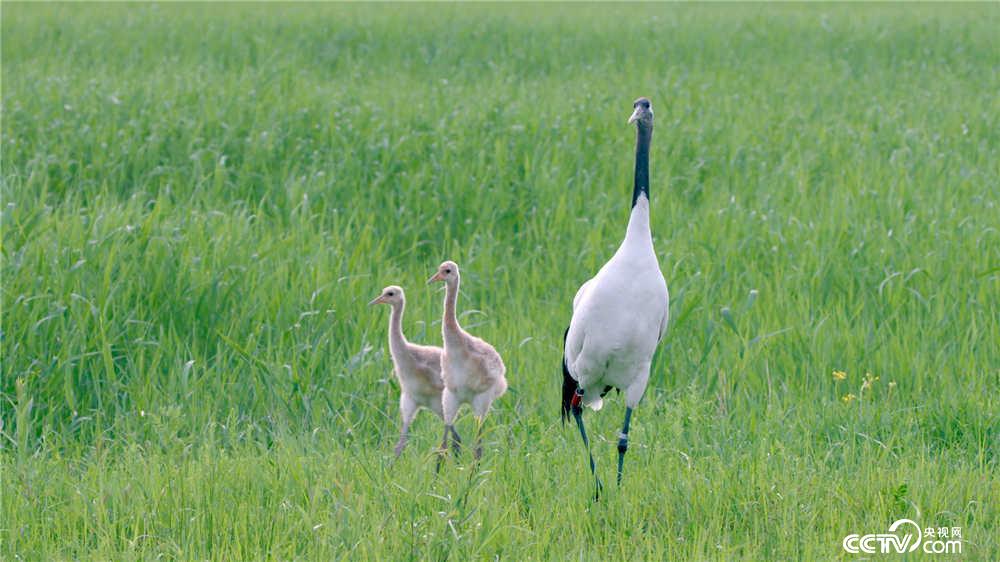 大鹤带着小鹤觅食