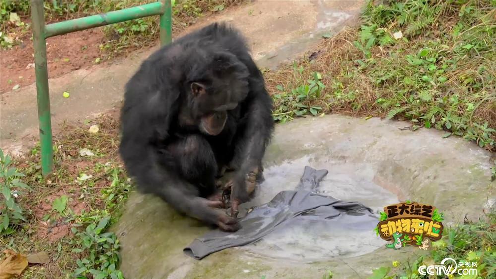 动物来啦预告黑猩猩无师自通洗衣服又搓又拧踏实认真