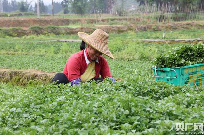 朋塘村村民在蔬菜基地采摘西洋菜。（央广网发 李剑锋 摄）