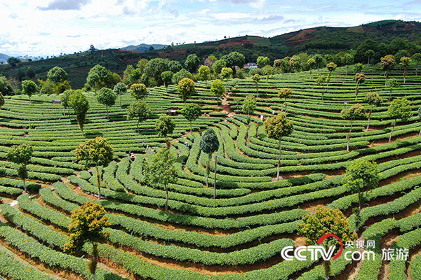 云南普洱：不仅仅只有普洱茶_文旅美食_央视网(cctv.com)