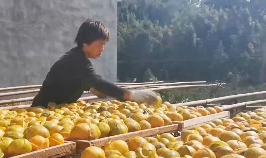 小柑橘撬动7亿元大产业！广西浦北遍地金黄