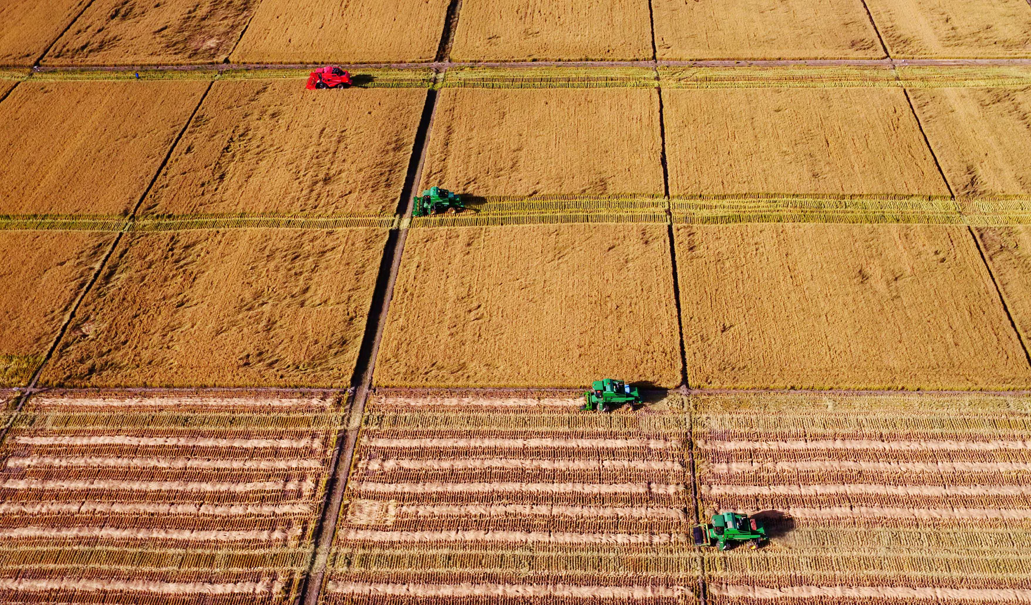 大农机在黑龙江省浓江农场收获水稻（2017年9月28日摄，无人机照片）。