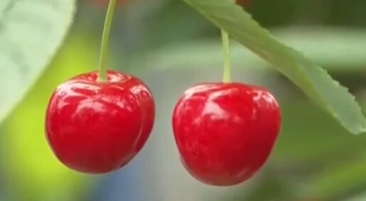 1斤100万日元 "佐藤锦"樱桃拍卖成交