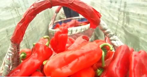 安徽马鞍山辣椒大量上市 市场需求旺盛 日交易量达400多吨
