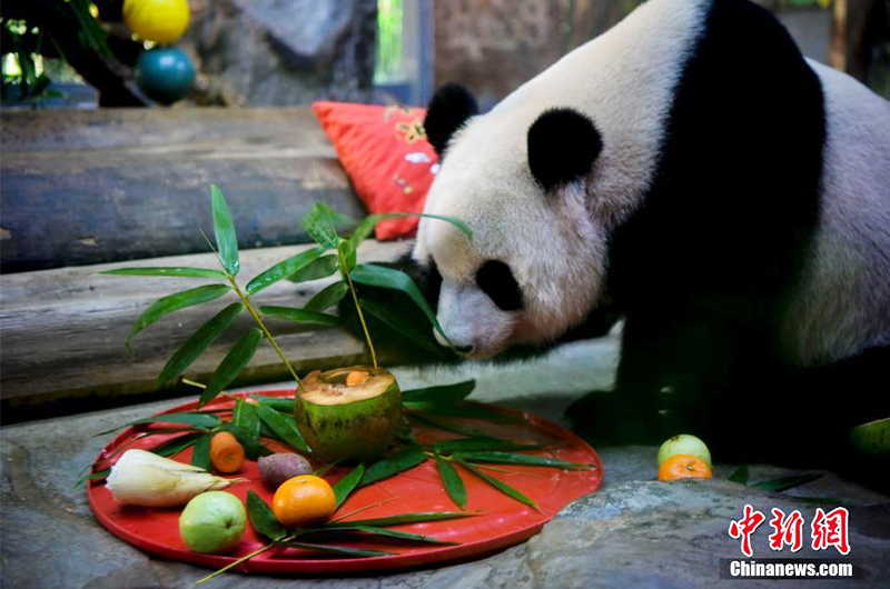 图为：熊猫“贡贡”品尝特制“元宵大餐”