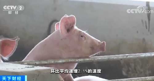 农业农村部：全国能繁母猪存栏量连续16个月增长