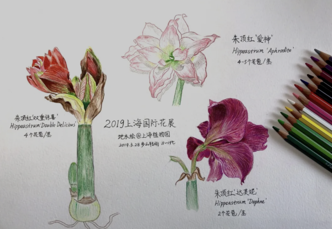 约么3月份申城公园这些花展和活动等你来