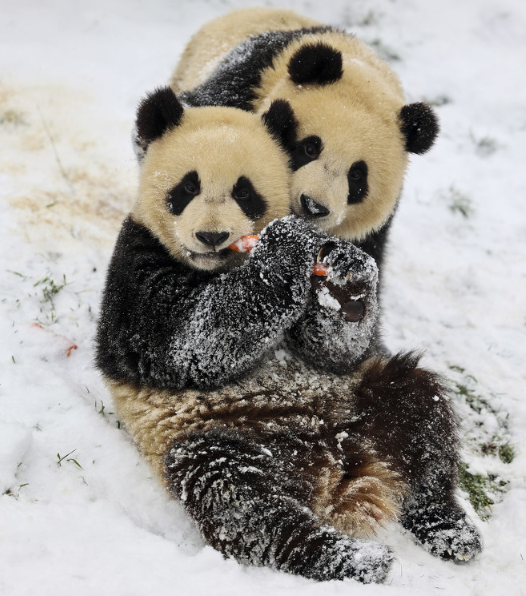 图为：比利时天堂动物园内的大熊猫