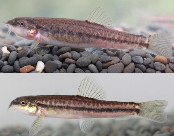 鱼类品种大全 2021032607483485086.jpg