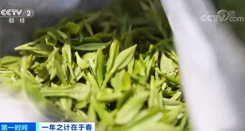 干毛茶每天都销售一空！安徽黄山：春茶全面开采 茶农人均增收10%