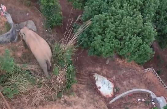 两头野生亚洲象造访县城 给生命财产安全带来威胁