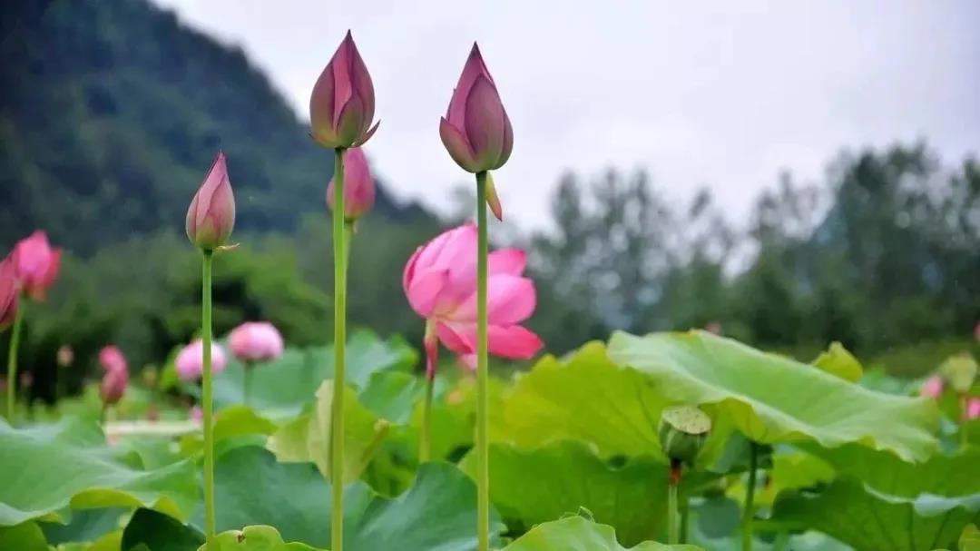 大美v视来这人间仙境和合之地看三莲并蒂奇景