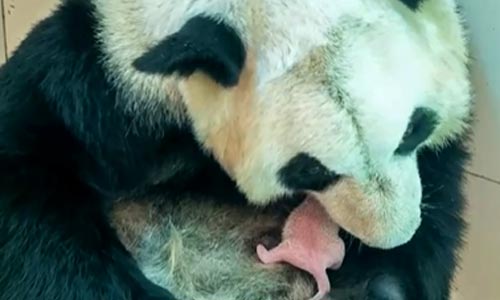 四川卧龙：两只大熊猫同日诞下双胞胎