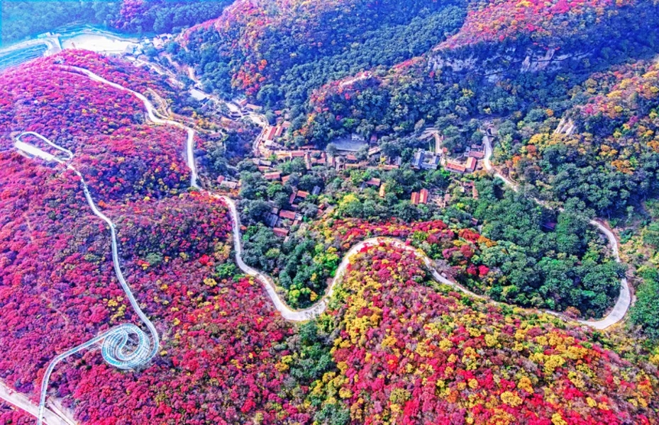 淄博红叶柿岩旅游区鸟瞰图(景区供图)