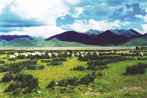 图：青藏铁路沿线生态和谐