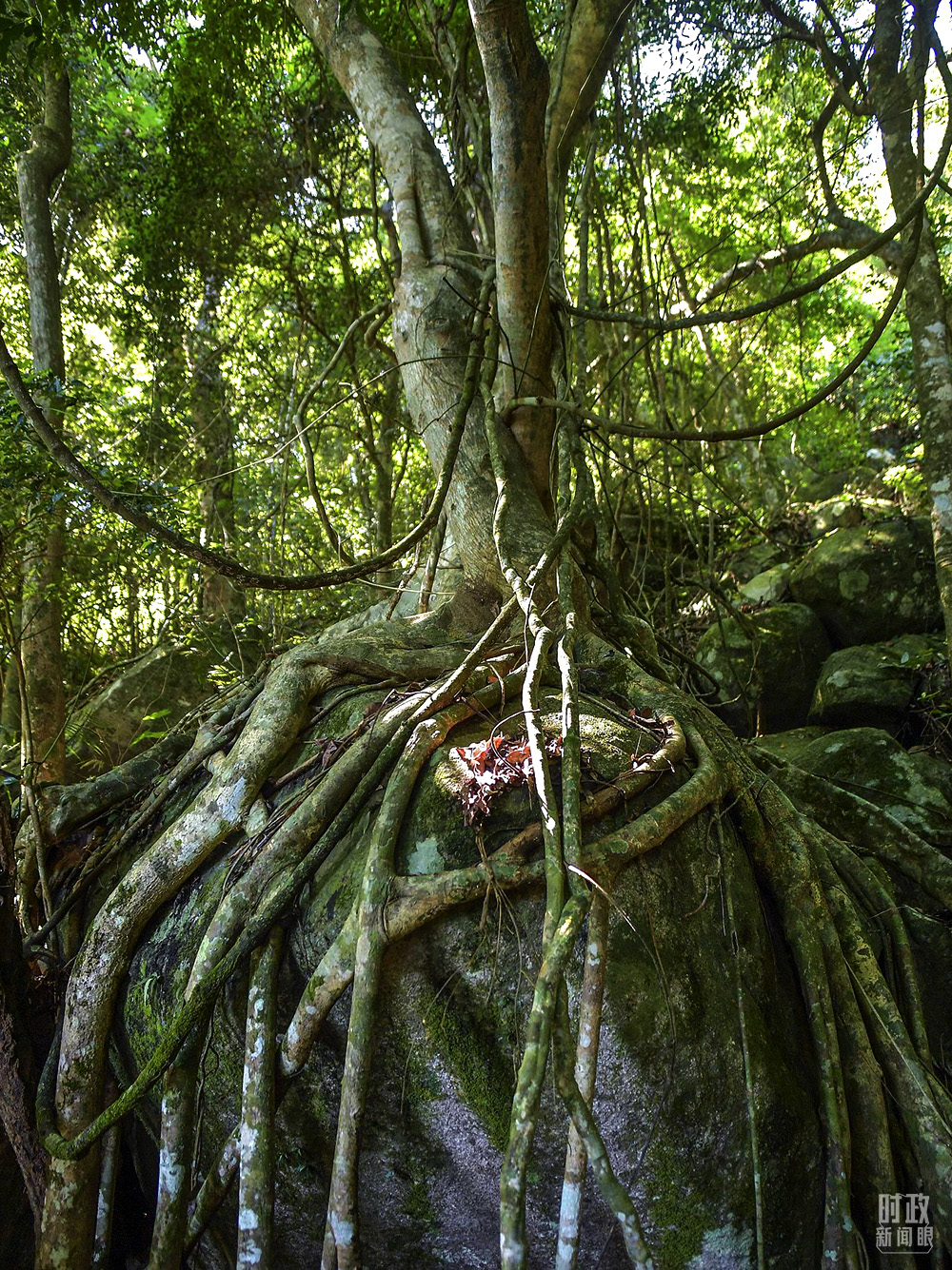 △海南霸王岭自然保护区，热带雨林中的“根抱石”现象。（图/视觉中国）