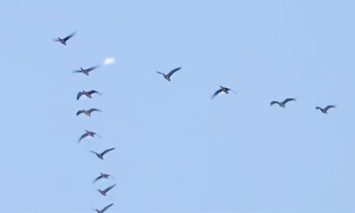 候鸟迁徙季 兴凯湖畔群雁翱翔