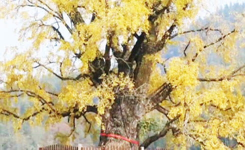 江西南昌：古银杏树迎来最佳观赏期